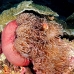 anemonefish_pink_mid_v_0705_png1225.jpg